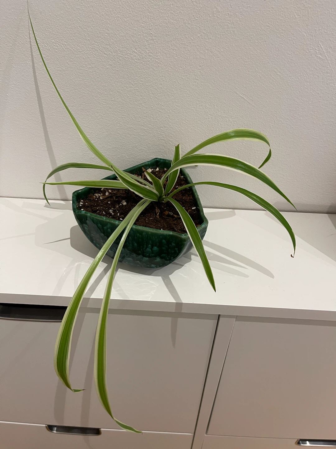 Spider Plant in Vintage Green Ceramic Pot