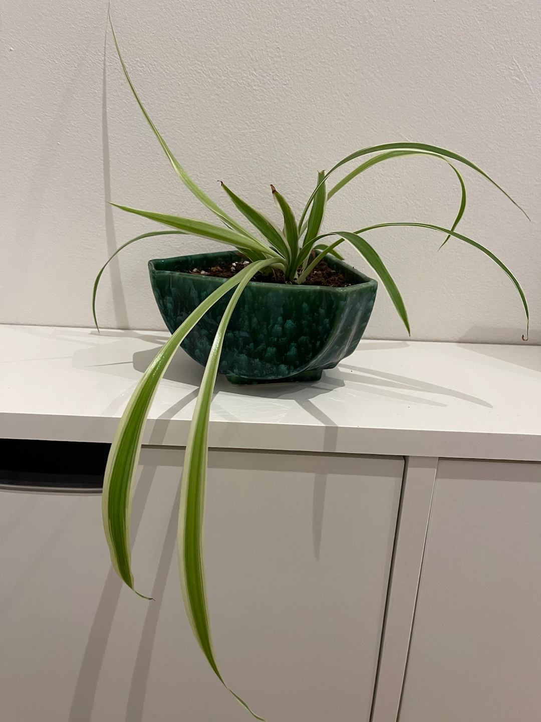 Spider Plant in Vintage Green Ceramic Pot - photo 2
