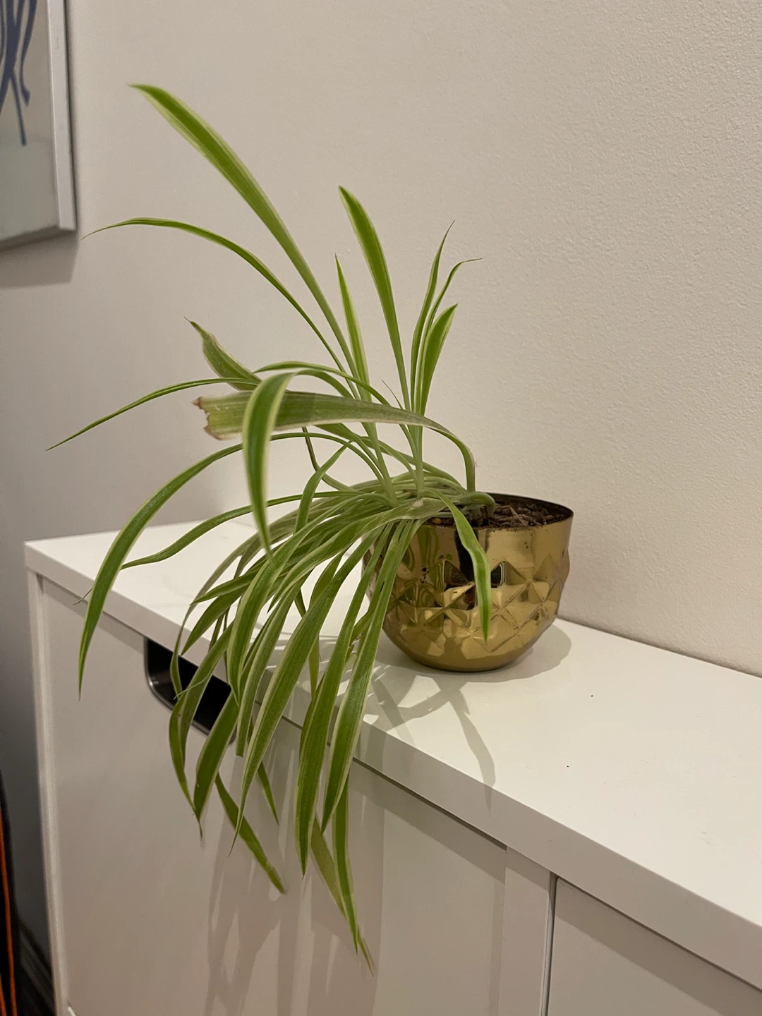 Spider Plant in Gold Pot
