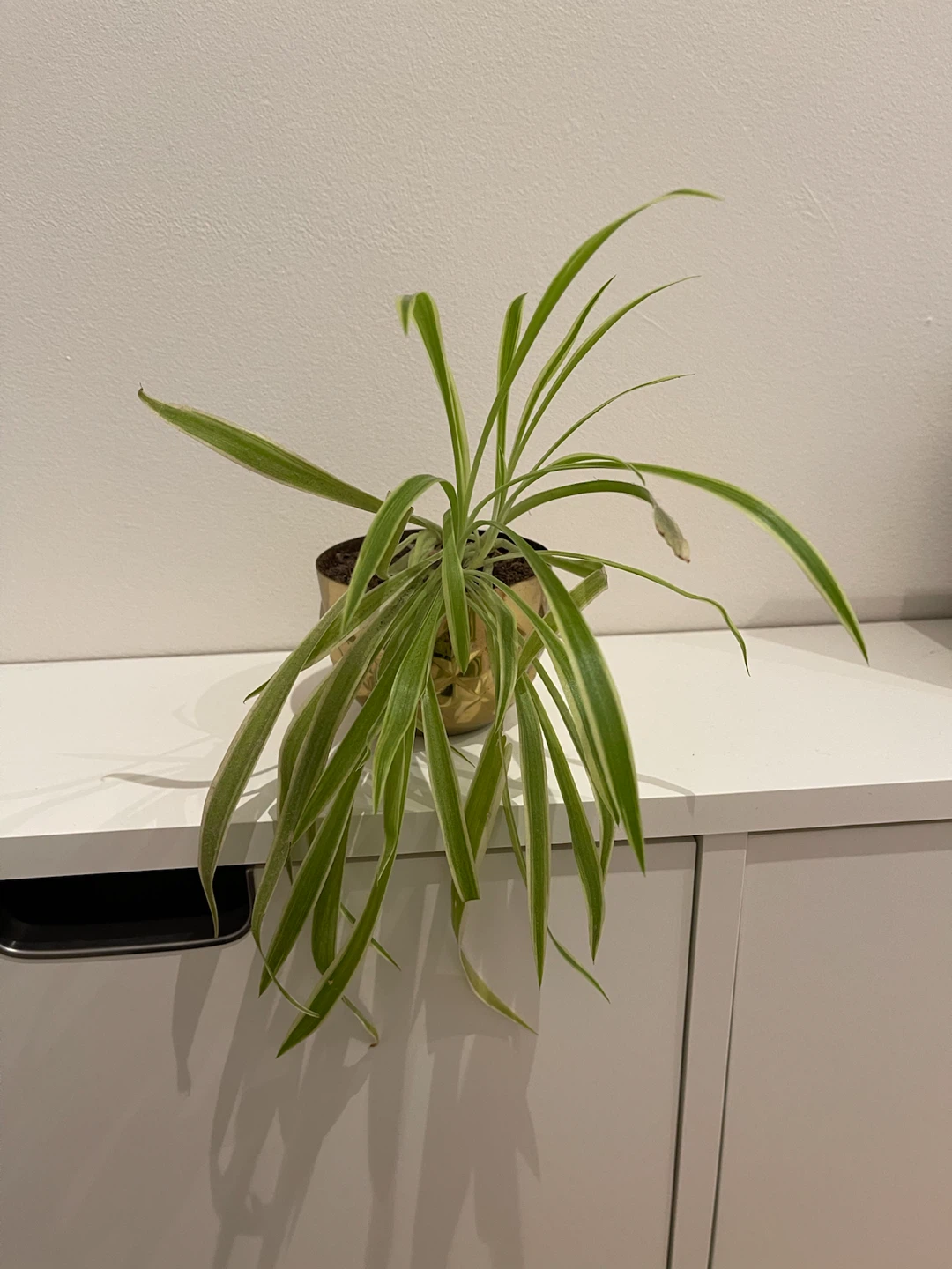 Spider Plant in Gold Pot - photo 2
