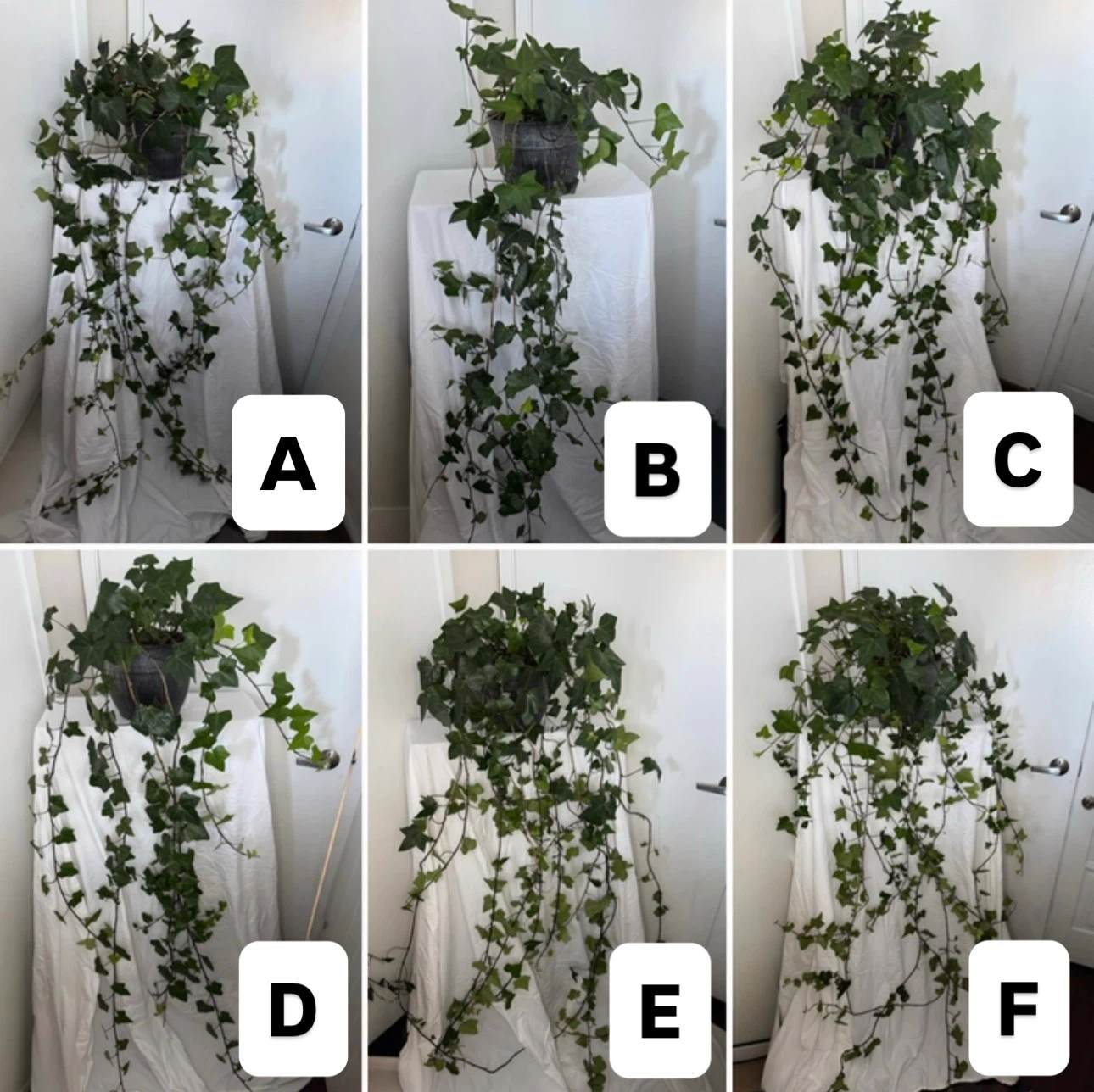 Real!! Huge 6ft - 7ft long English Ivy Plants $20 ea