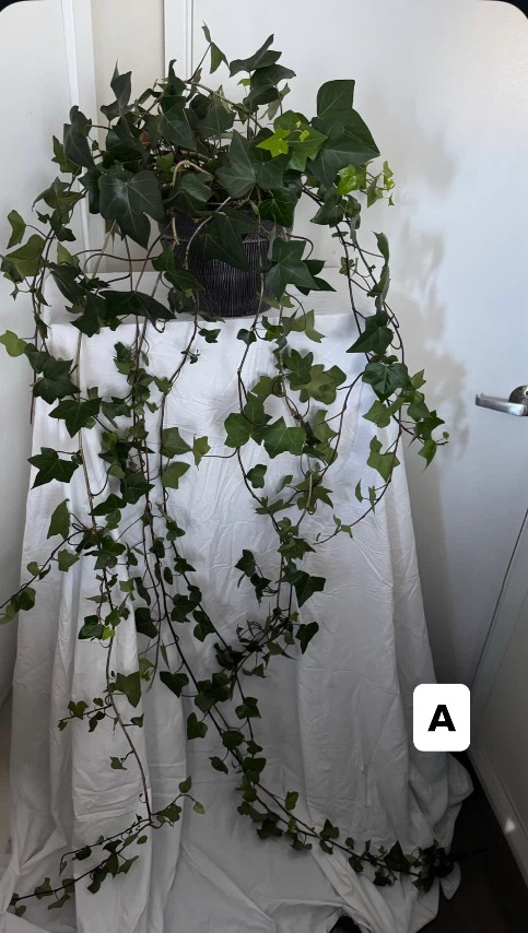 Real!! Huge 6ft - 7ft long English Ivy Plants $20 ea - photo 2