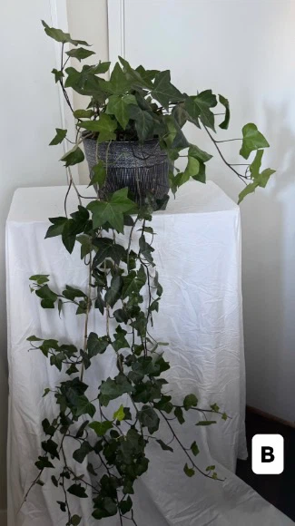 Real!! Huge 6ft - 7ft long English Ivy Plants $20 ea - photo 3