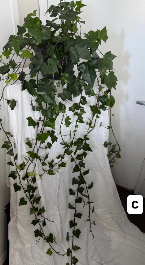 Real!! Huge 6ft - 7ft long English Ivy Plants $20 ea - photo 4