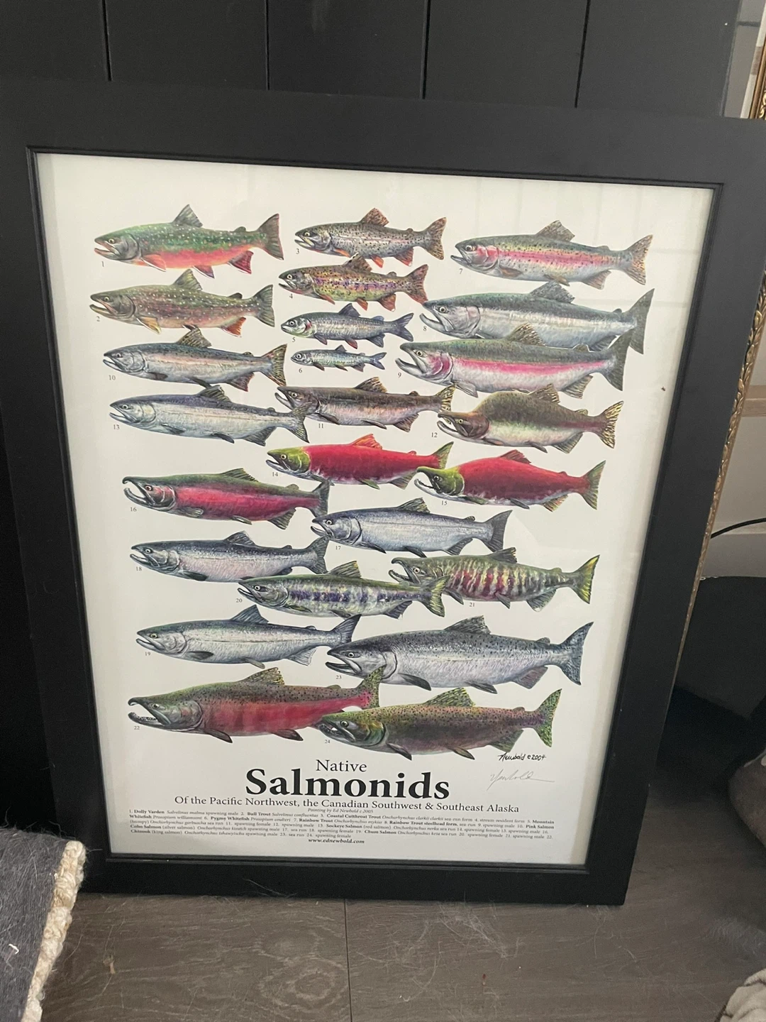 Native Salmonids of the Pacific Northwest Framed Print