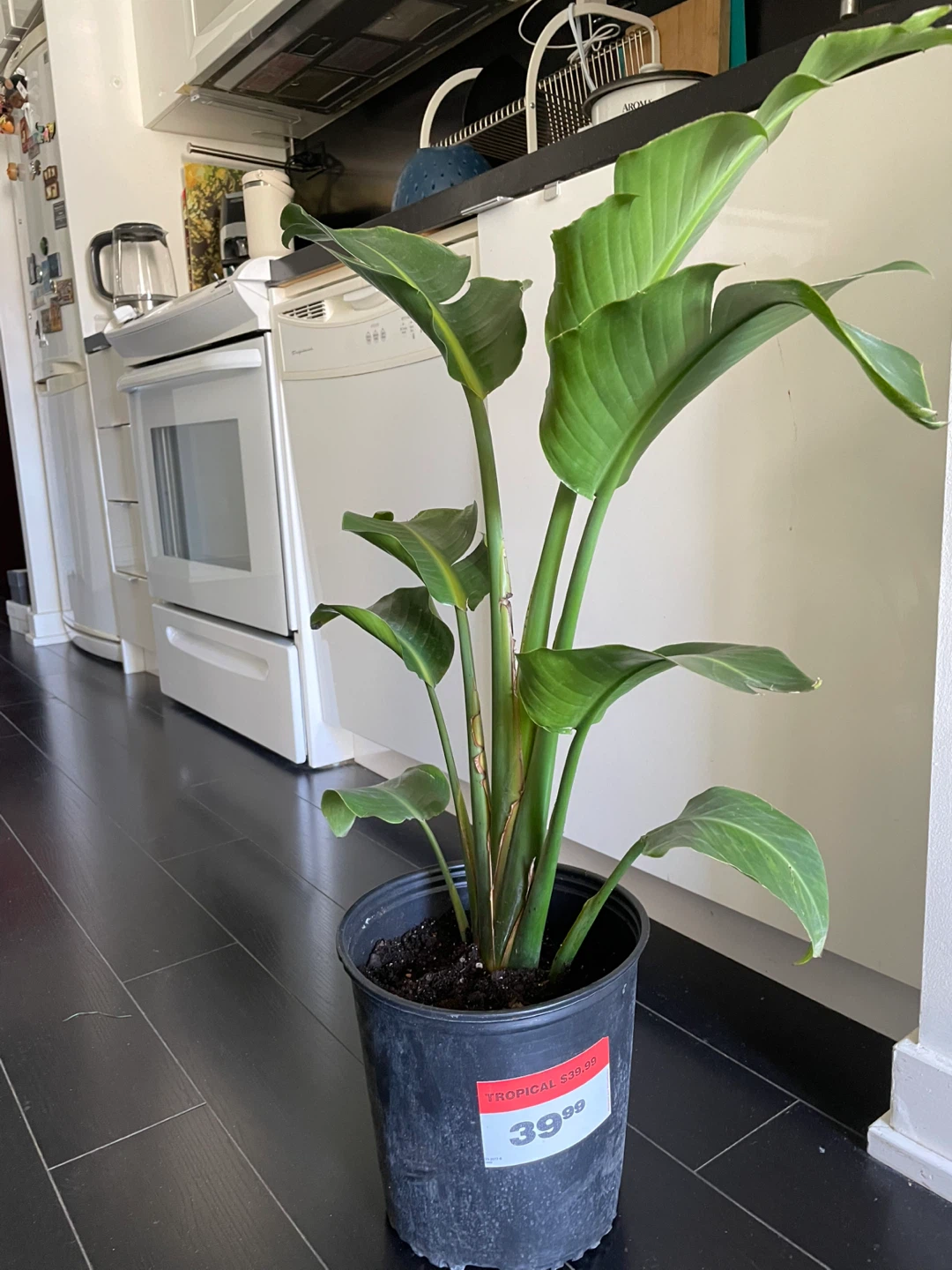 Strelitzia Nicolai Bird of Paradise Plant - photo 2