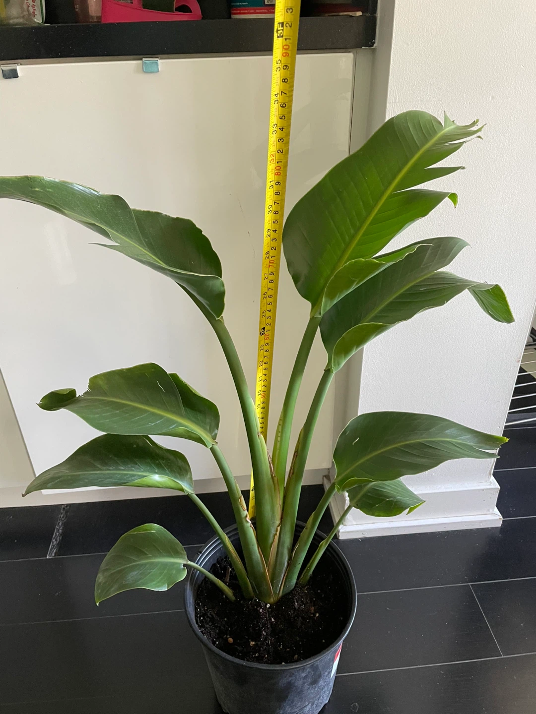 Strelitzia Nicolai Bird of Paradise Plant - photo 3
