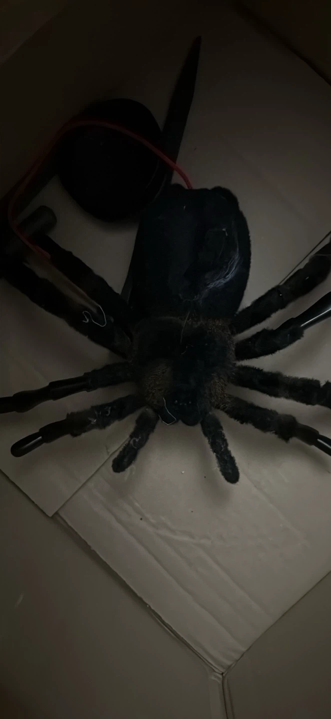 Halloween Decorations