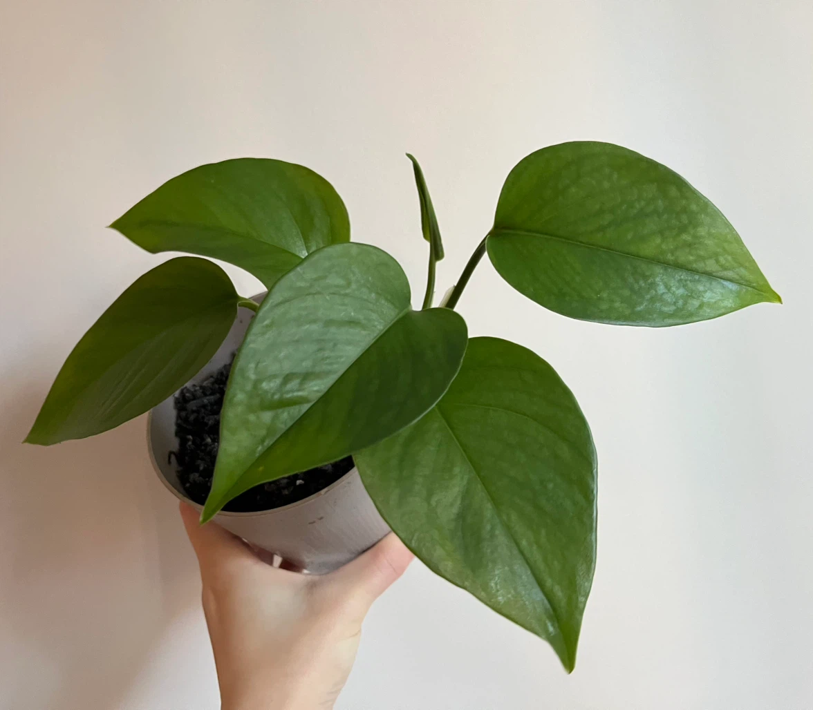 Healthy Pothos Houseplant in Pot