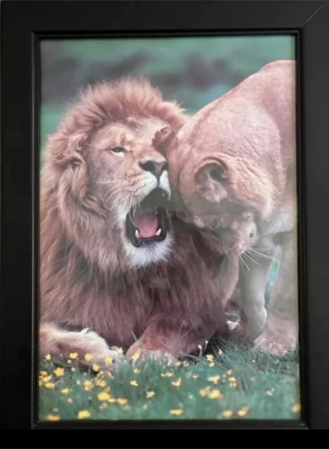Set of 4 Framed Wildlife Prints