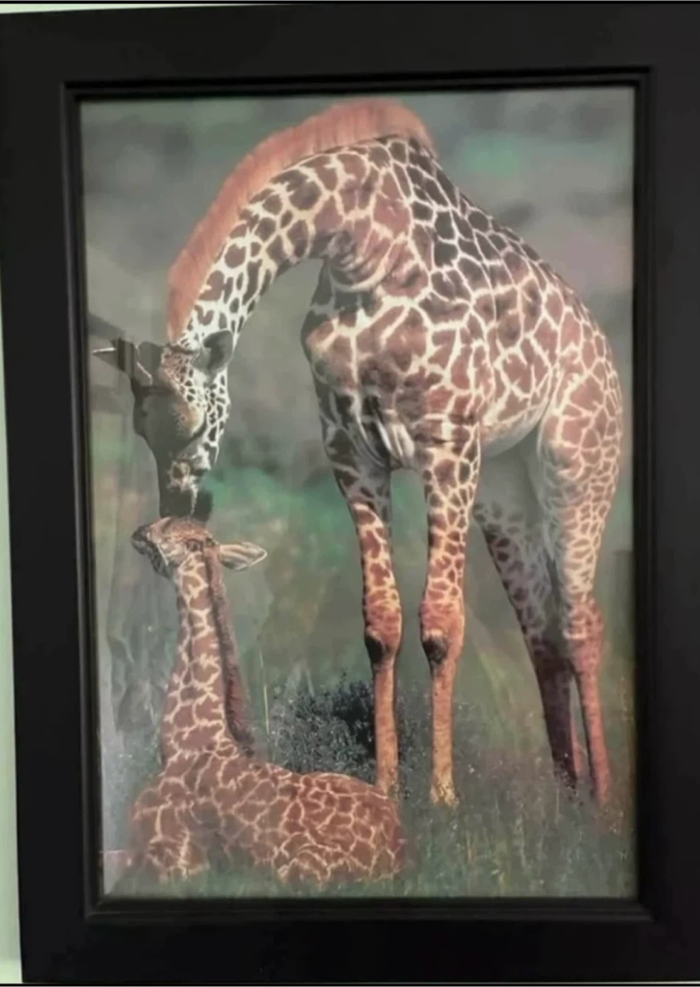 Set of 4 Framed Wildlife Prints - photo 3