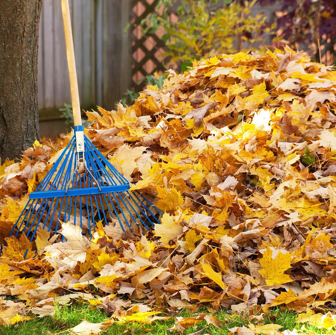 Fall Leaf Raking service