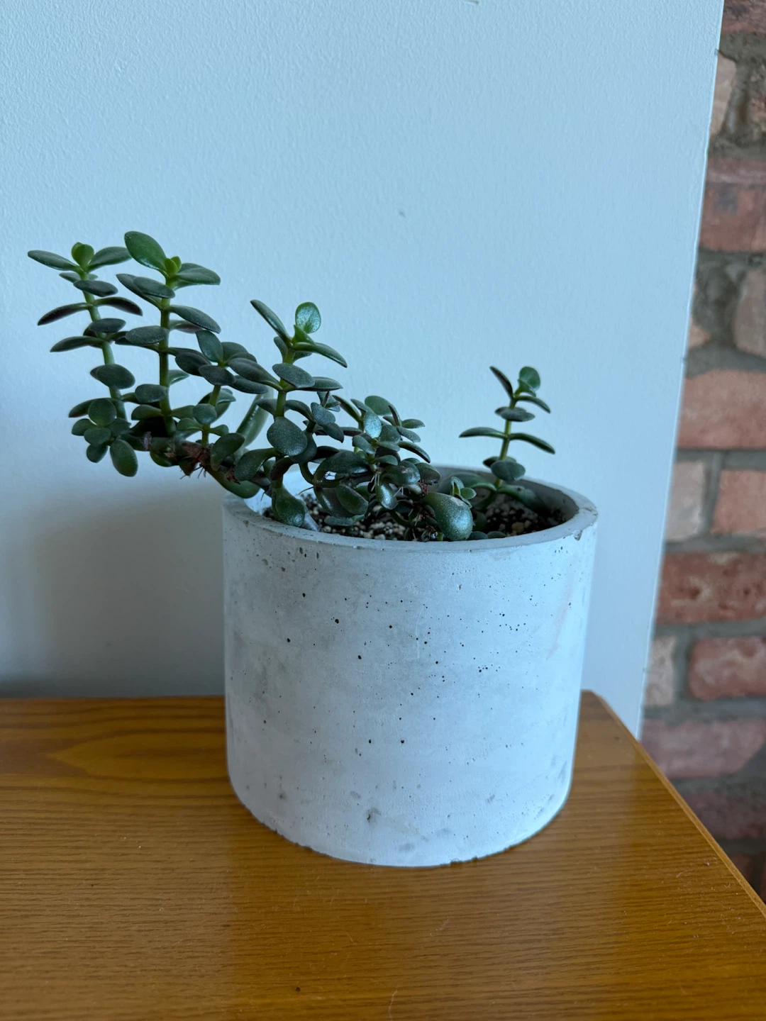 Jade Plant in Concrete Planter