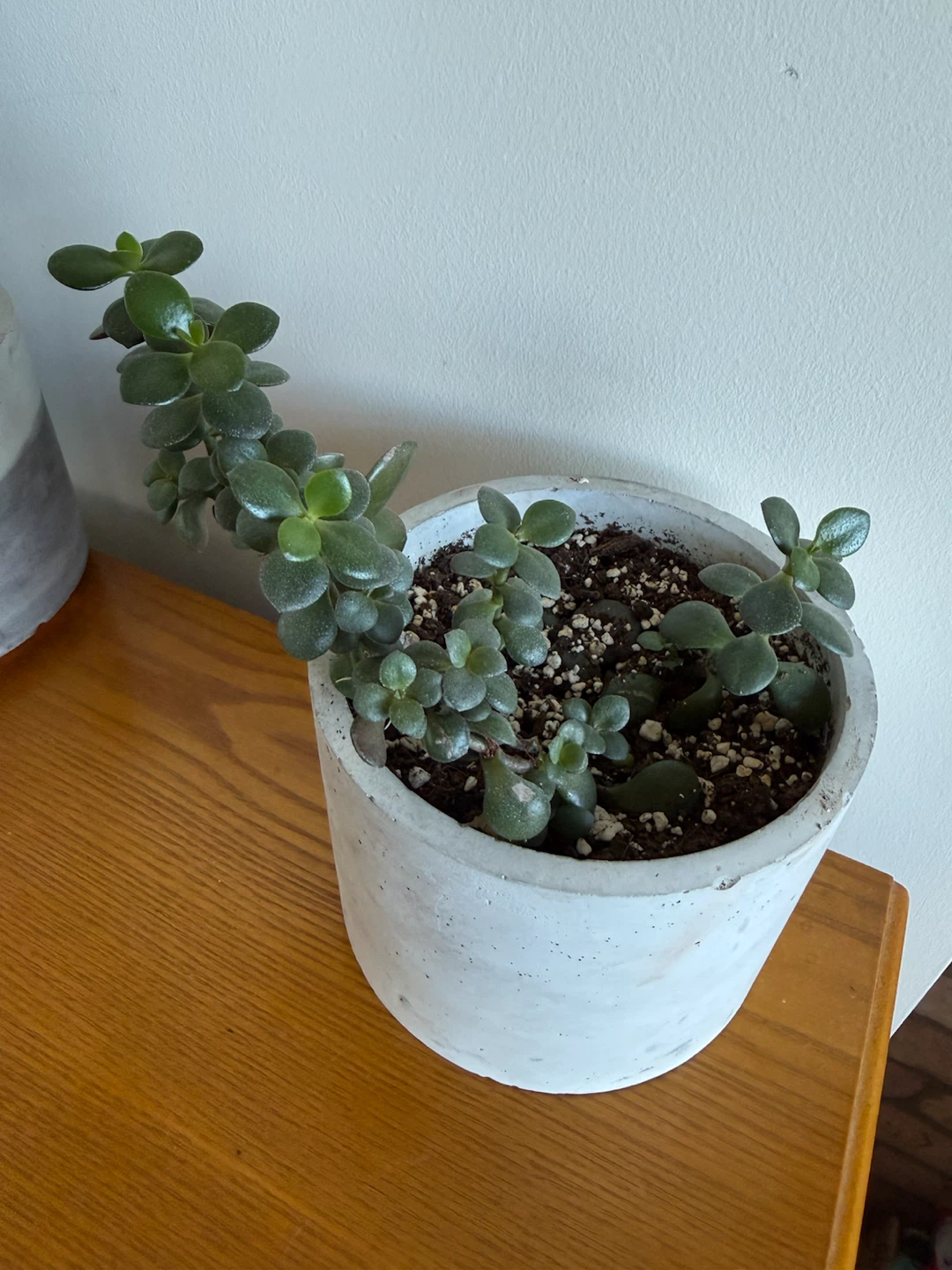 Jade Plant in Concrete Planter - photo 2