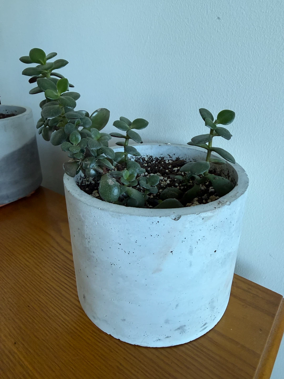 Jade Plant in Concrete Planter - photo 3