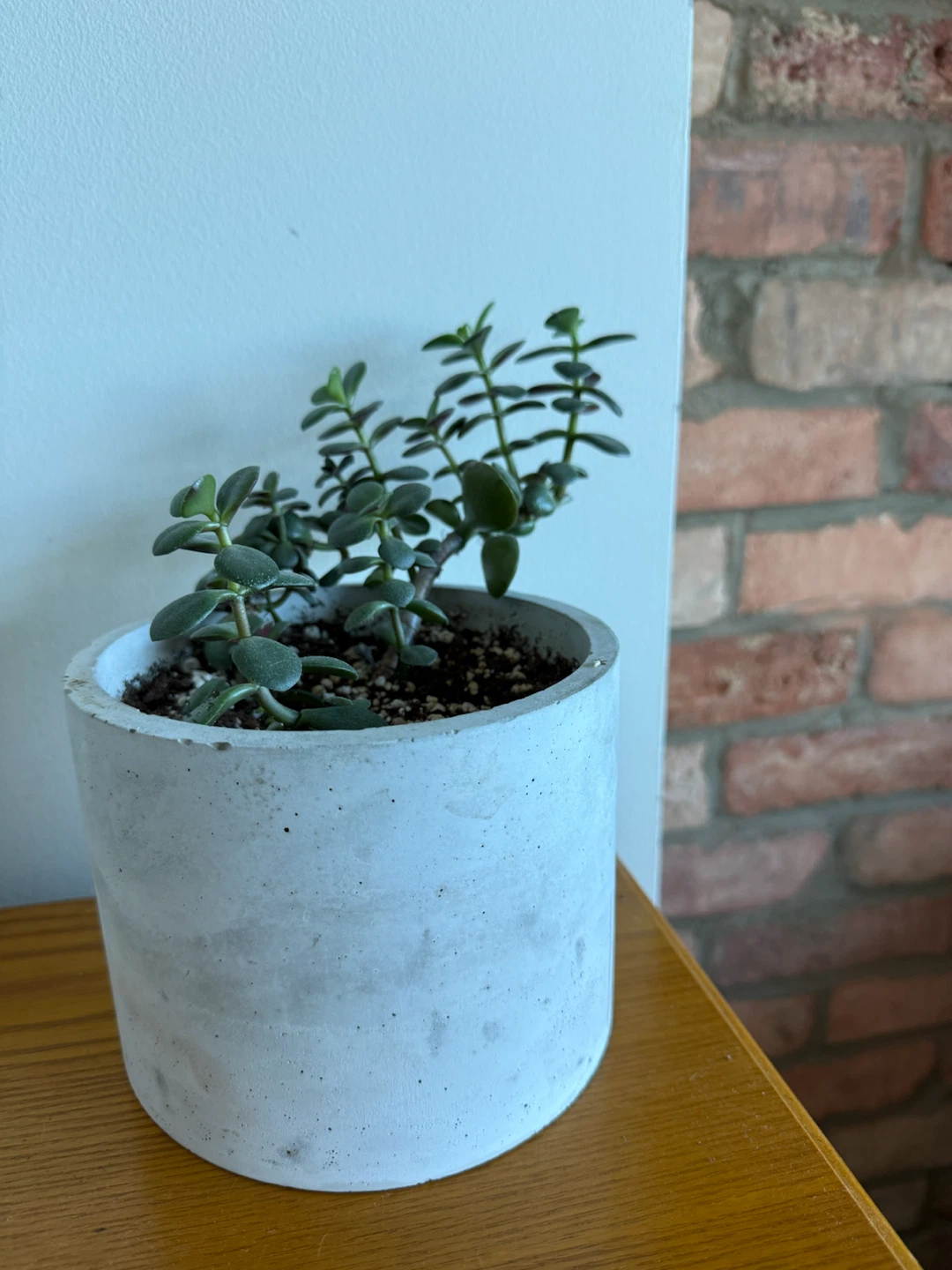 Jade Plant in Concrete Planter - photo 4