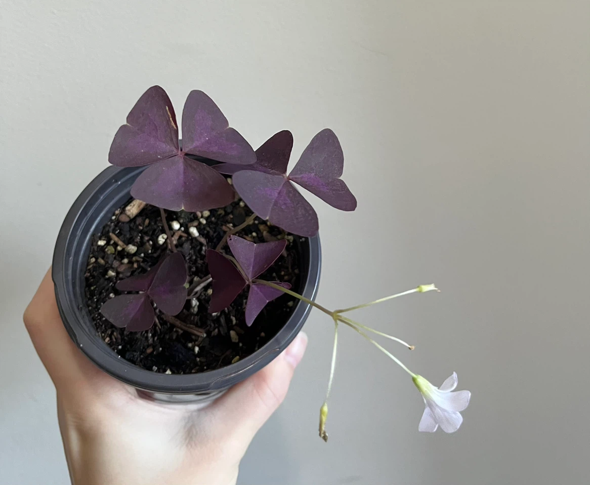 Oxalis Triangularis Purple Shamrock Plant