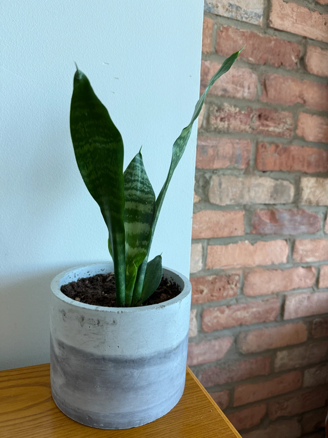 Snake Plant in Concrete Pot