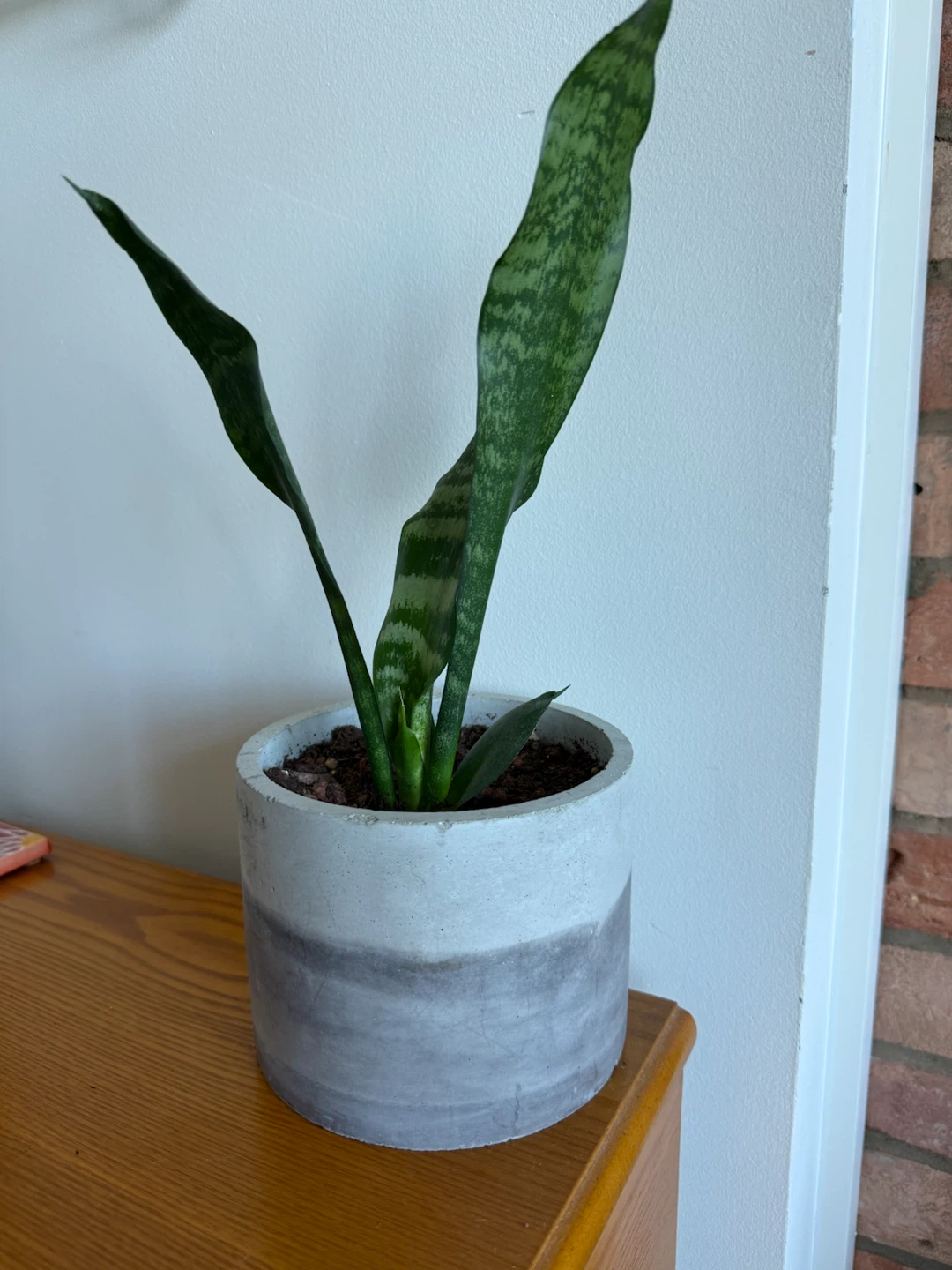 Snake Plant in Concrete Pot - photo 2