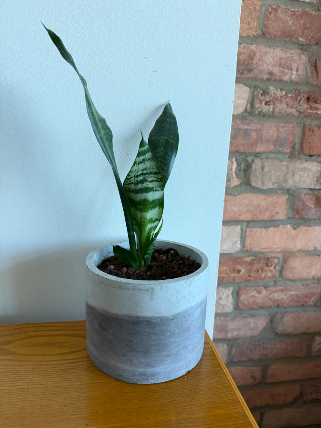 Snake Plant in Concrete Pot - photo 3