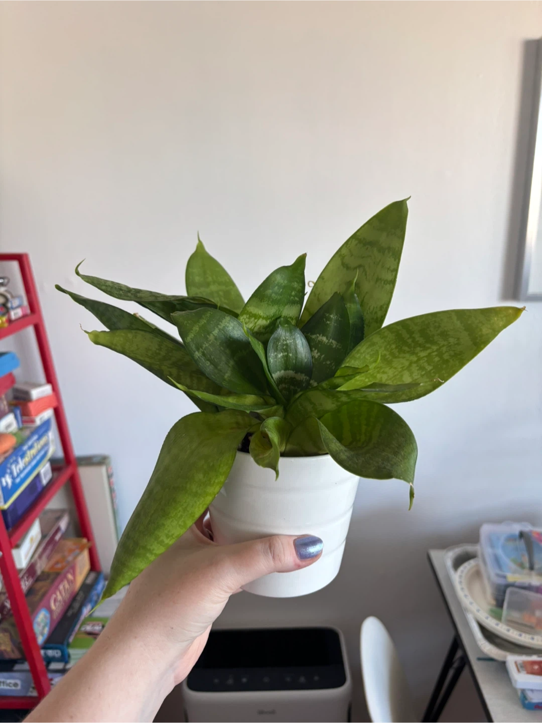 Snake Plant in White Ceramic Pot