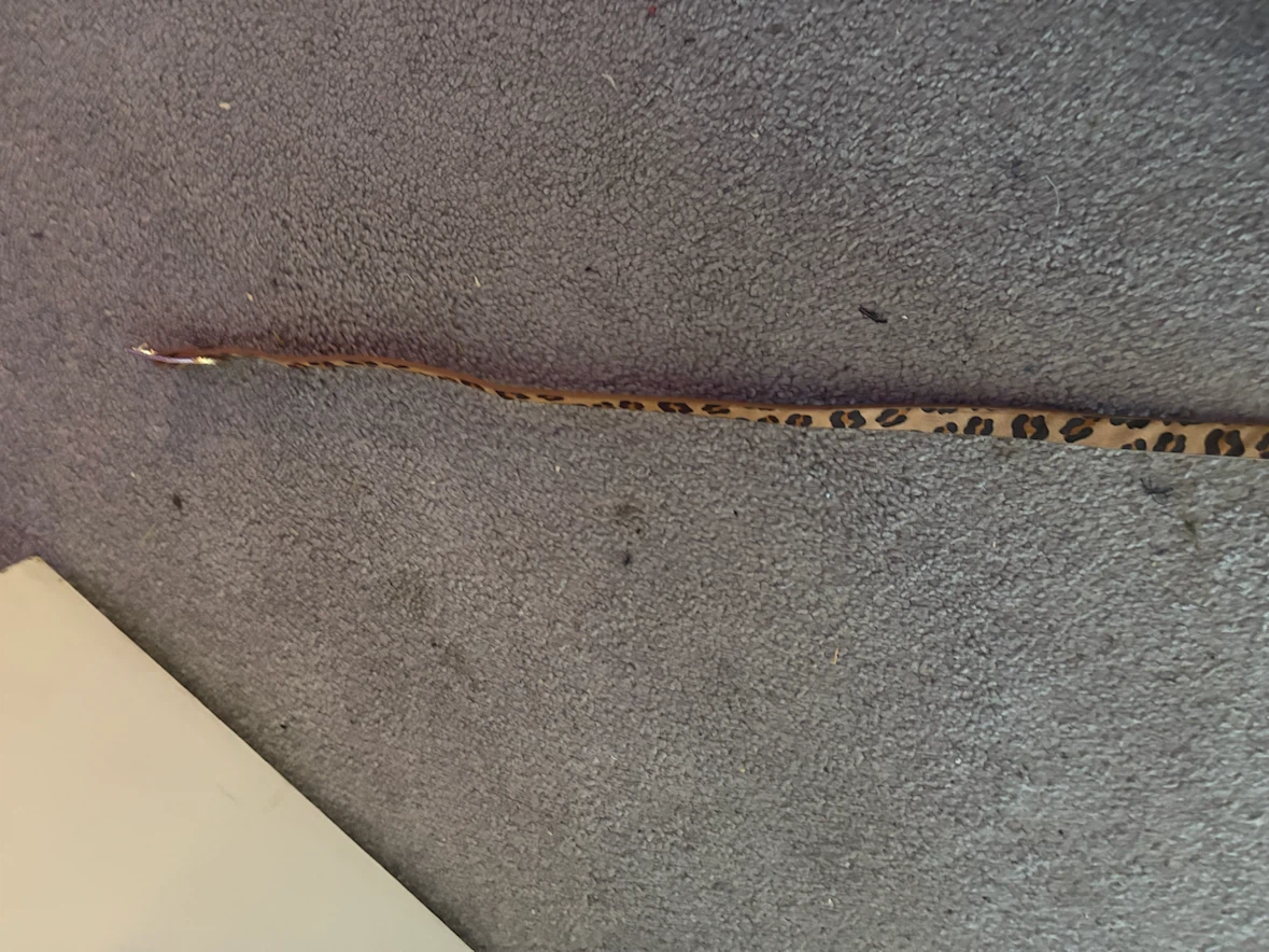 Two thin belts - photo 2