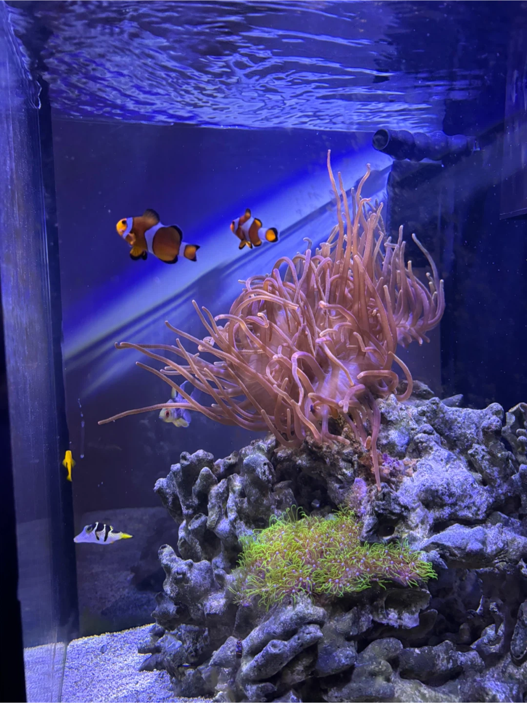 Saltwater Fishtank gently used for a year and a half!