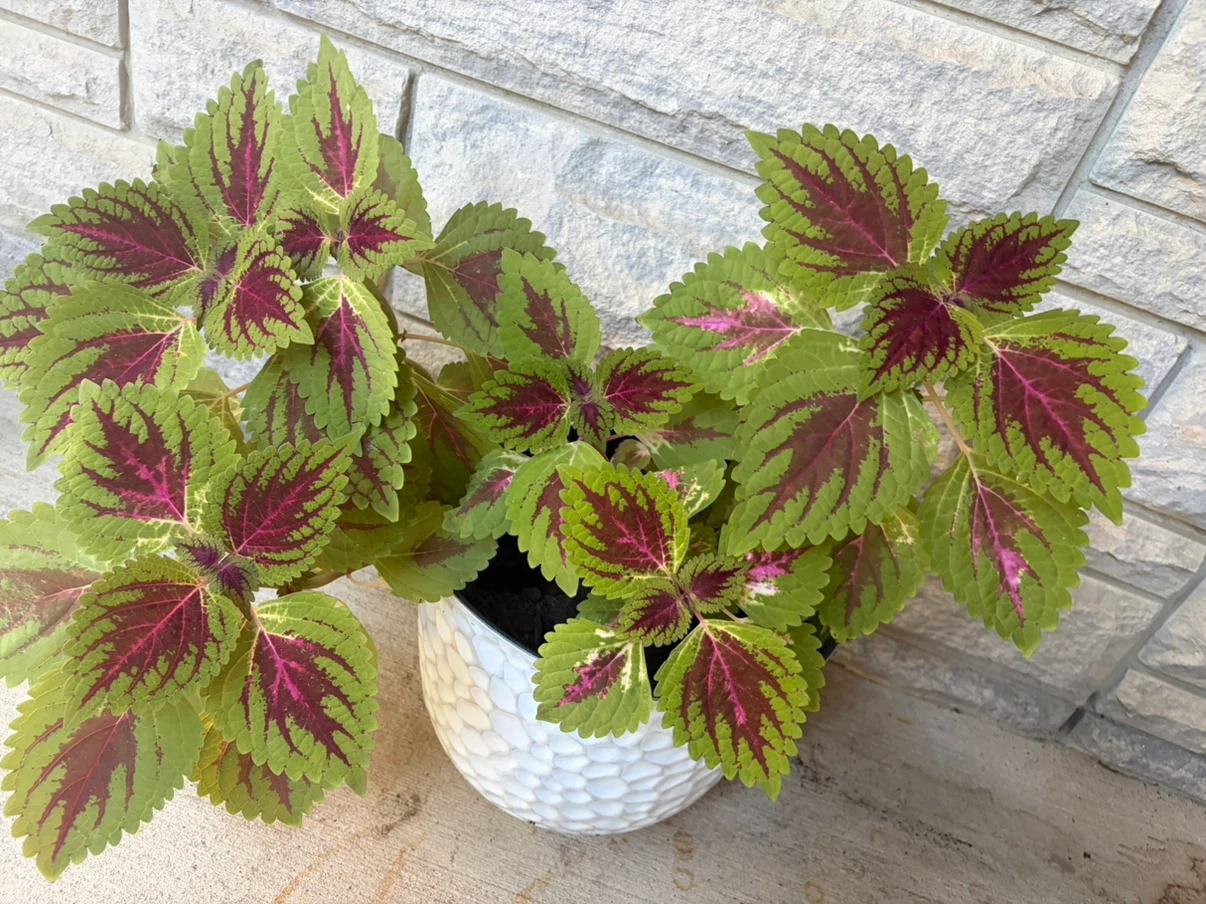Healthy growing Coleus plant  with pot