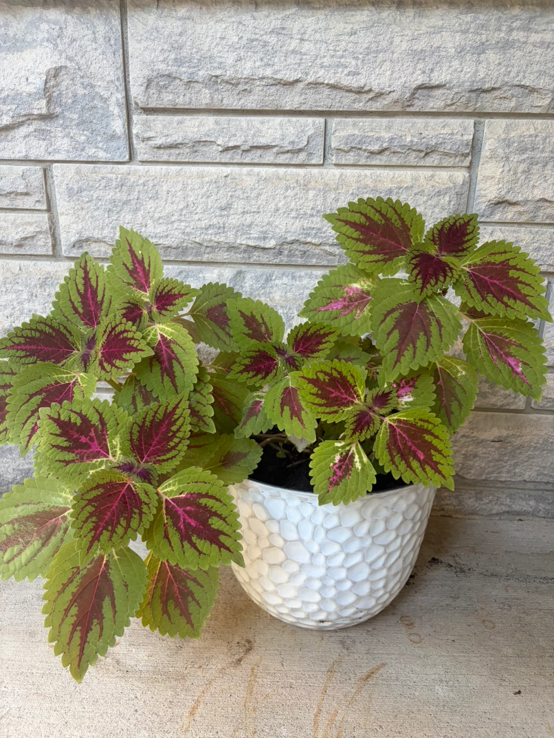 Healthy growing Coleus plant  with pot - photo 2