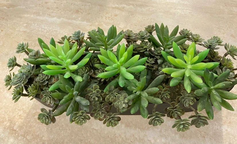 Artificial Succulent Arrangement - photo 2