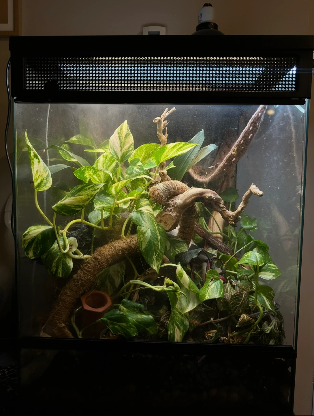 * CLEAN AND F10 SANITIZED *Tall Glass Terrarium for Reptiles