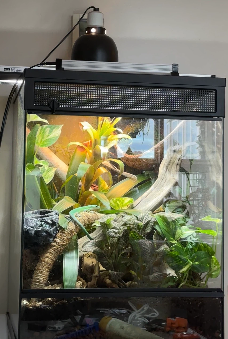 * CLEAN AND F10 SANITIZED *Tall Glass Terrarium for Reptiles - photo 2