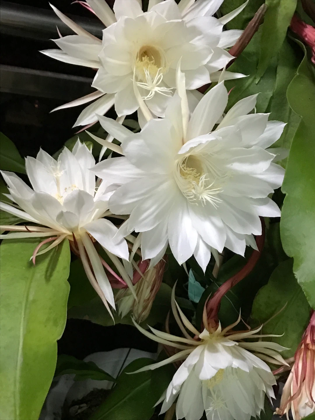 Queen of the Night Epiphyllum Cactus