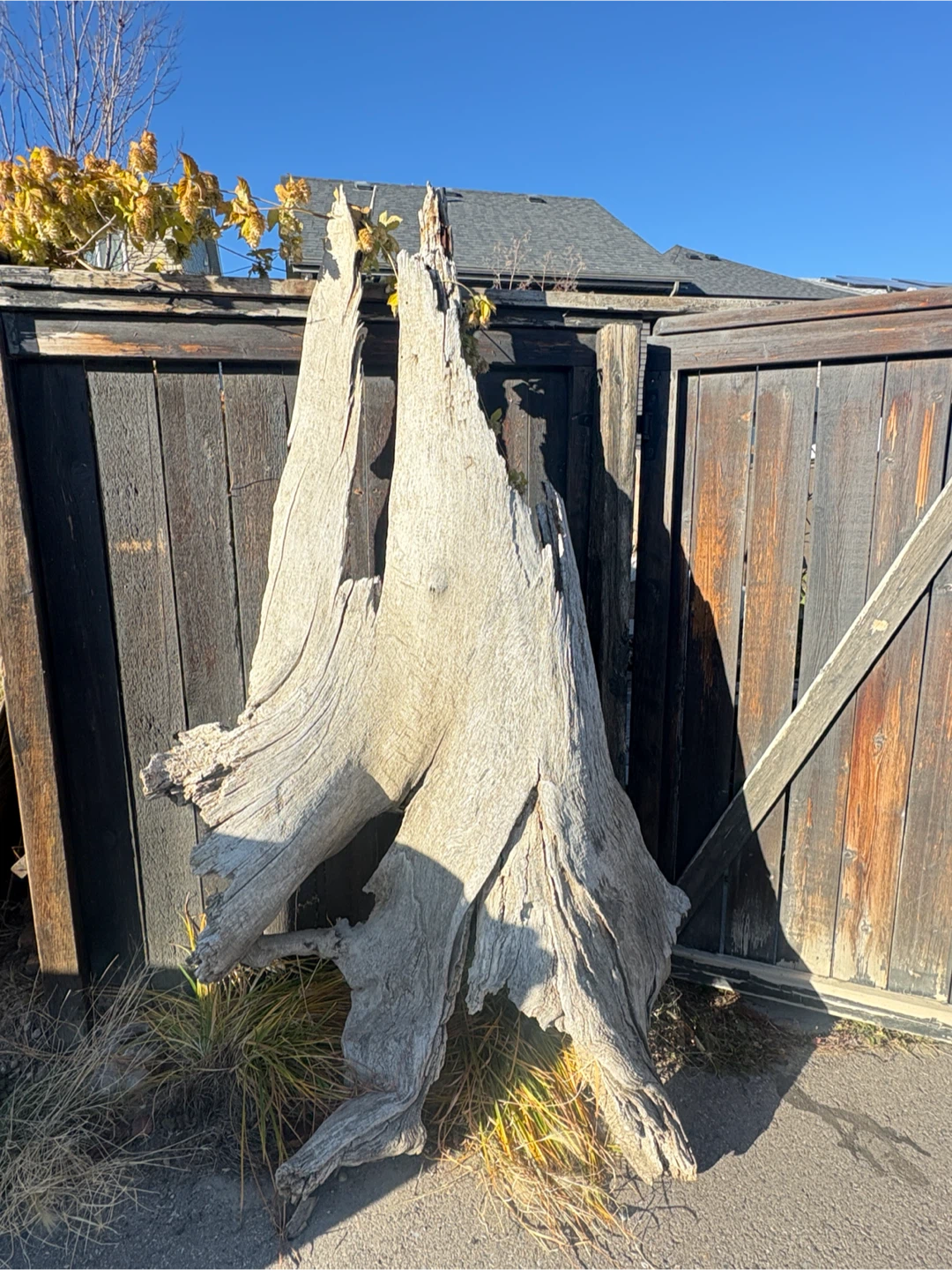 Large Weathered Driftwood Log