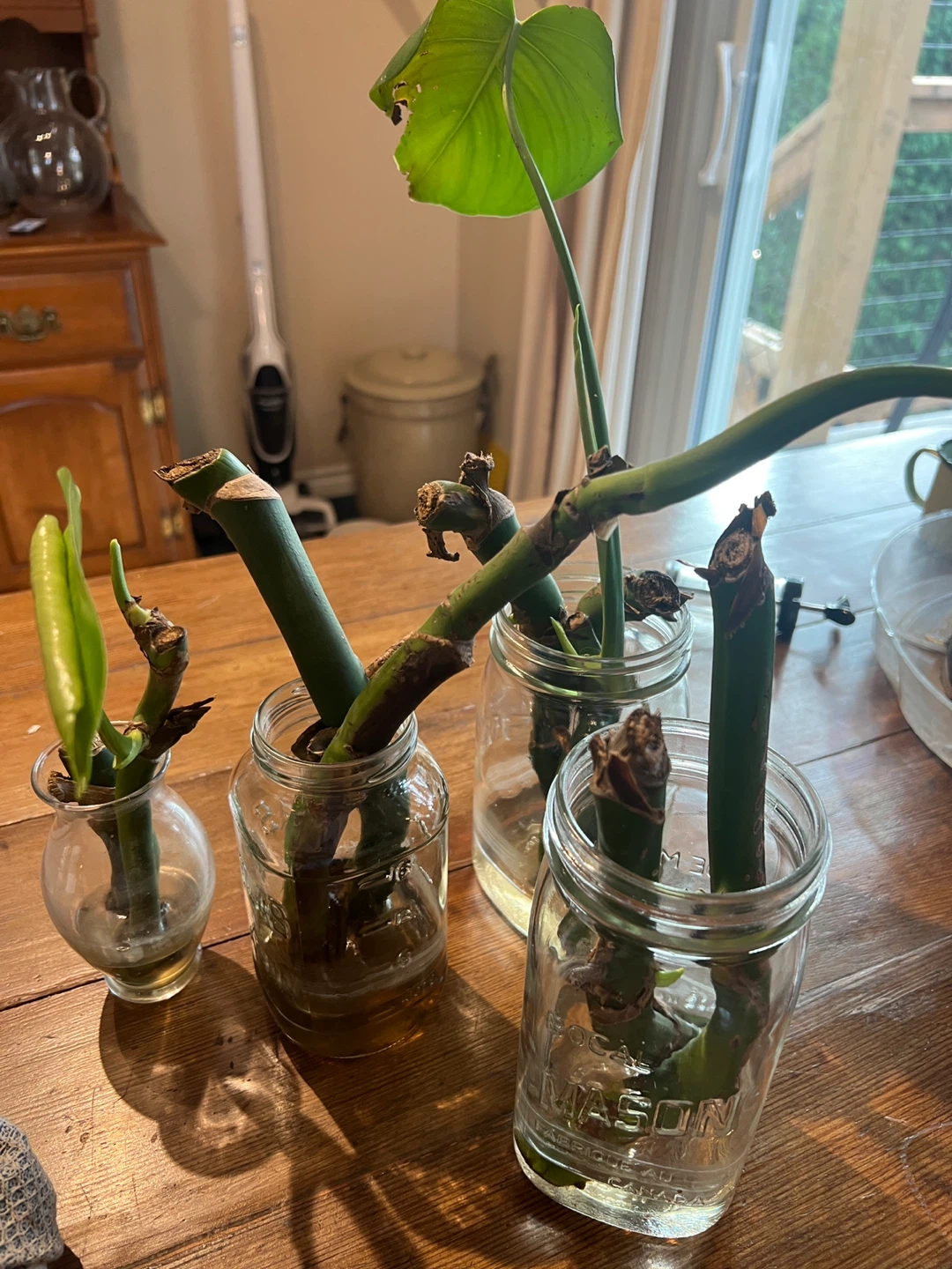 Monstera plant cuttings in Mason jars