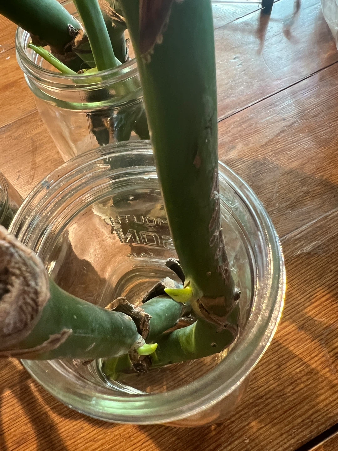 Monstera plant cuttings in Mason jars - photo 2