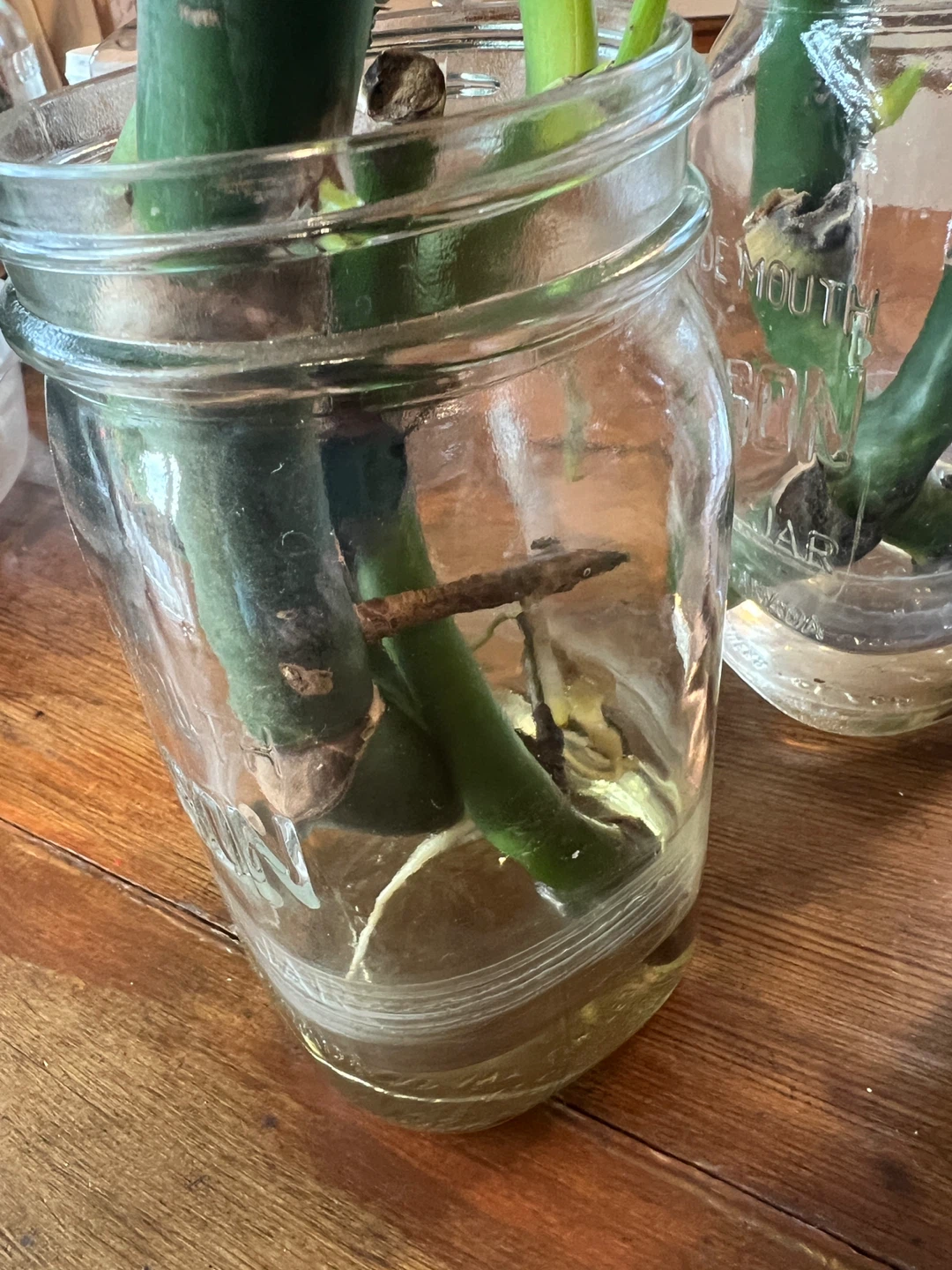 Monstera plant cuttings in Mason jars - photo 3