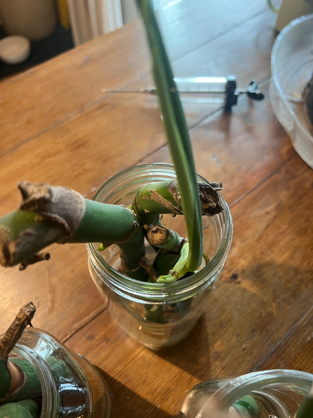 Monstera plant cuttings in Mason jars - photo 4