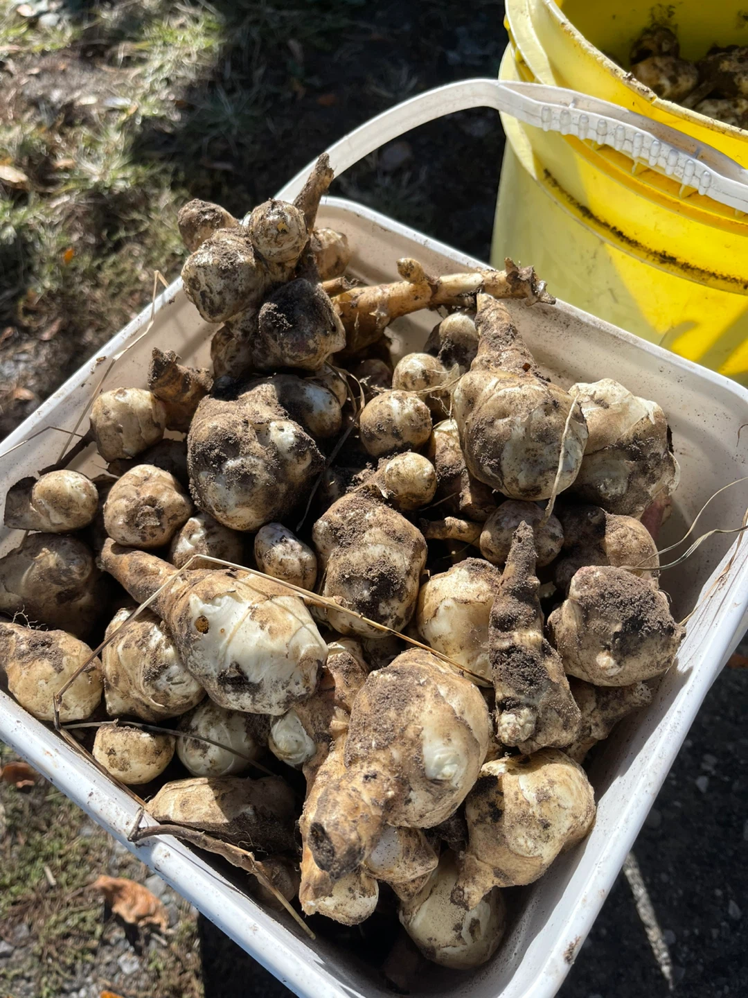 Freshly Harvested Jerusalem Artichokes