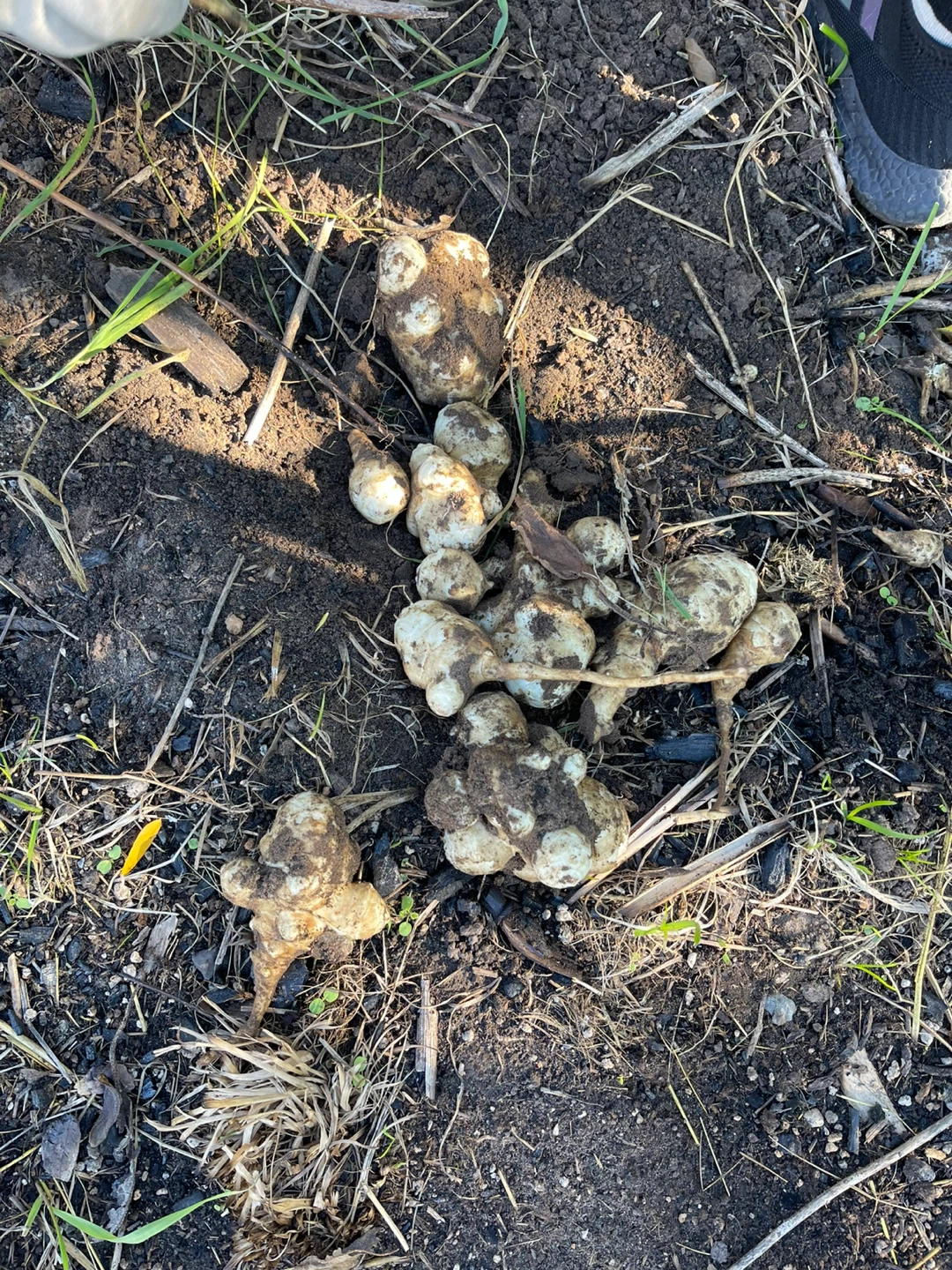 Freshly Harvested Jerusalem Artichokes - photo 2