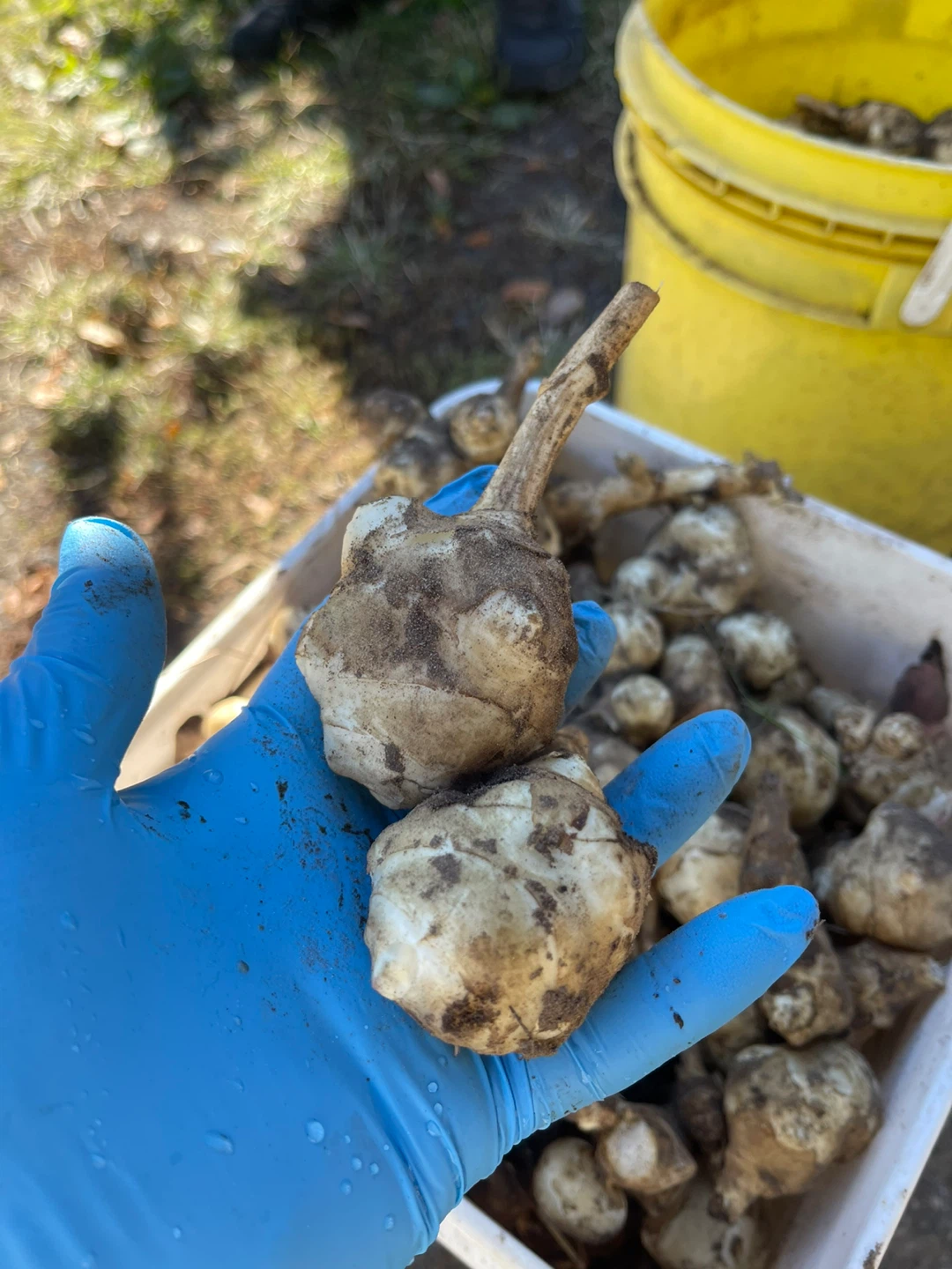 Freshly Harvested Jerusalem Artichokes - photo 3