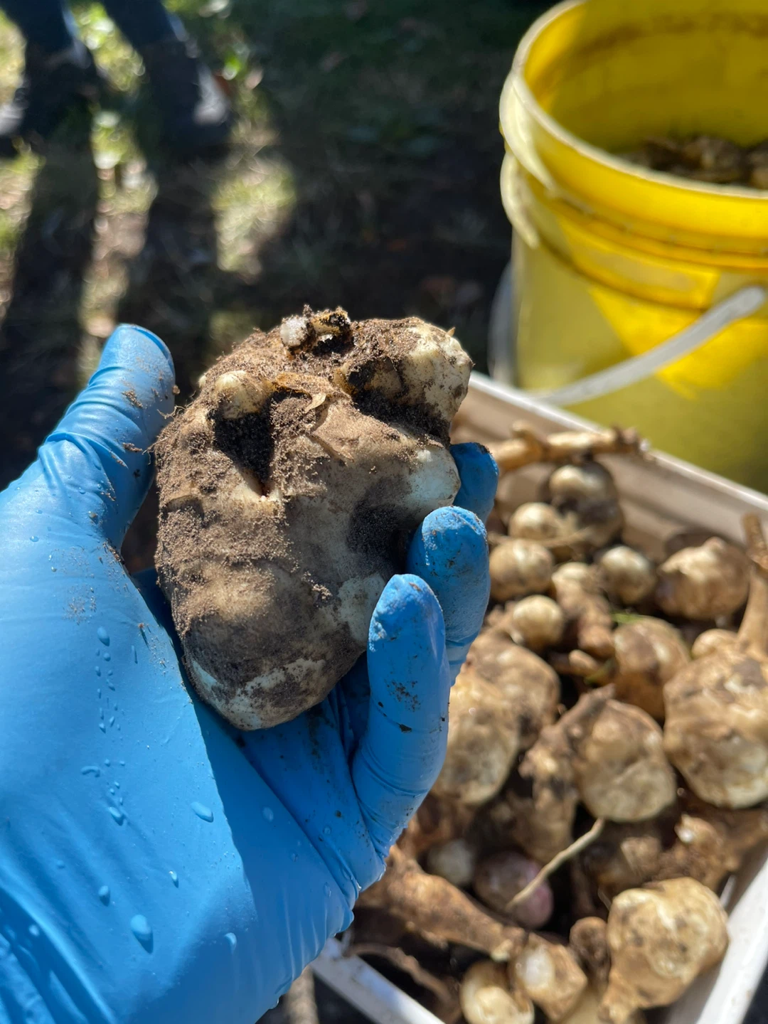 Freshly Harvested Jerusalem Artichokes - photo 4