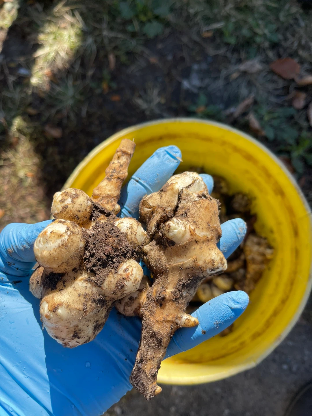 Freshly Harvested Jerusalem Artichokes - photo 5