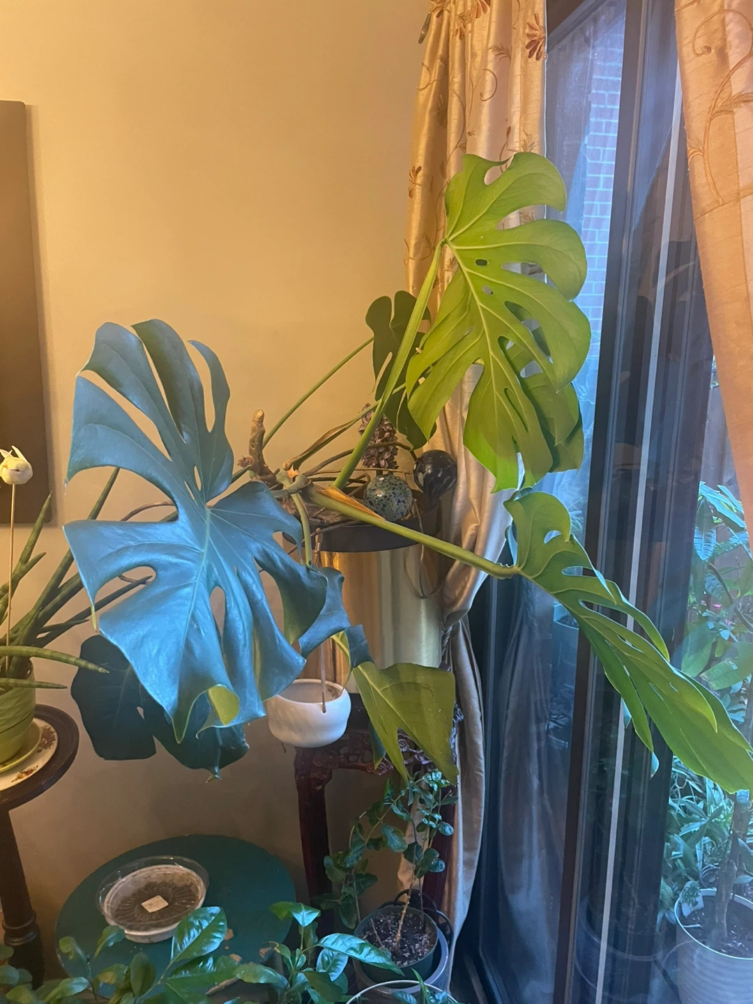 Monstera Plant for Sale