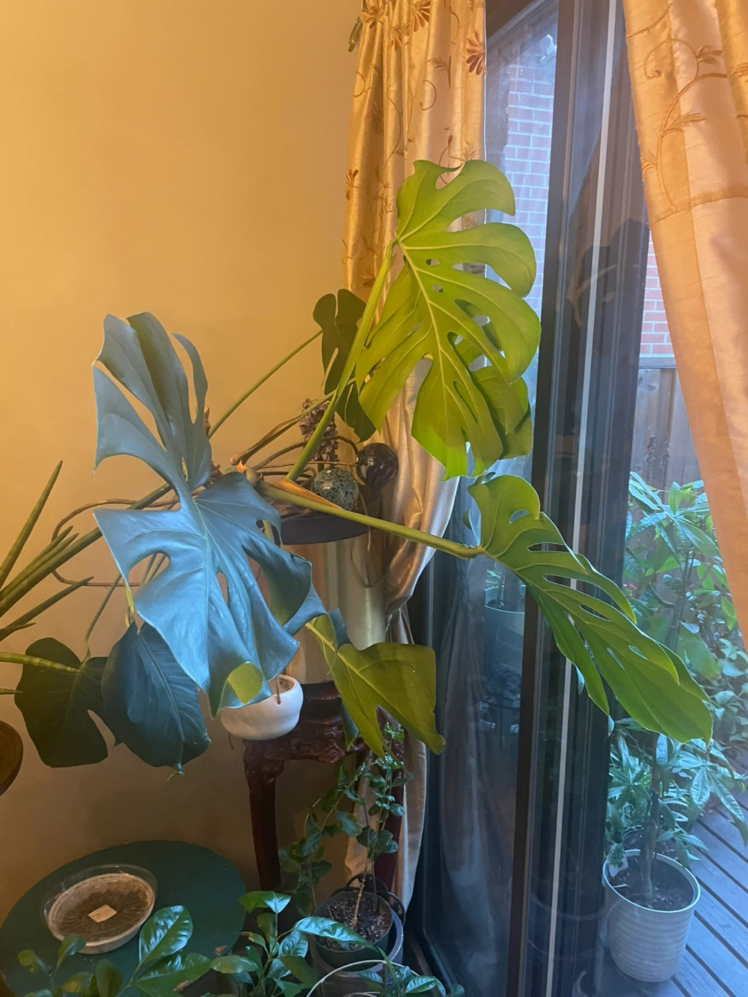Monstera Plant for Sale - photo 2