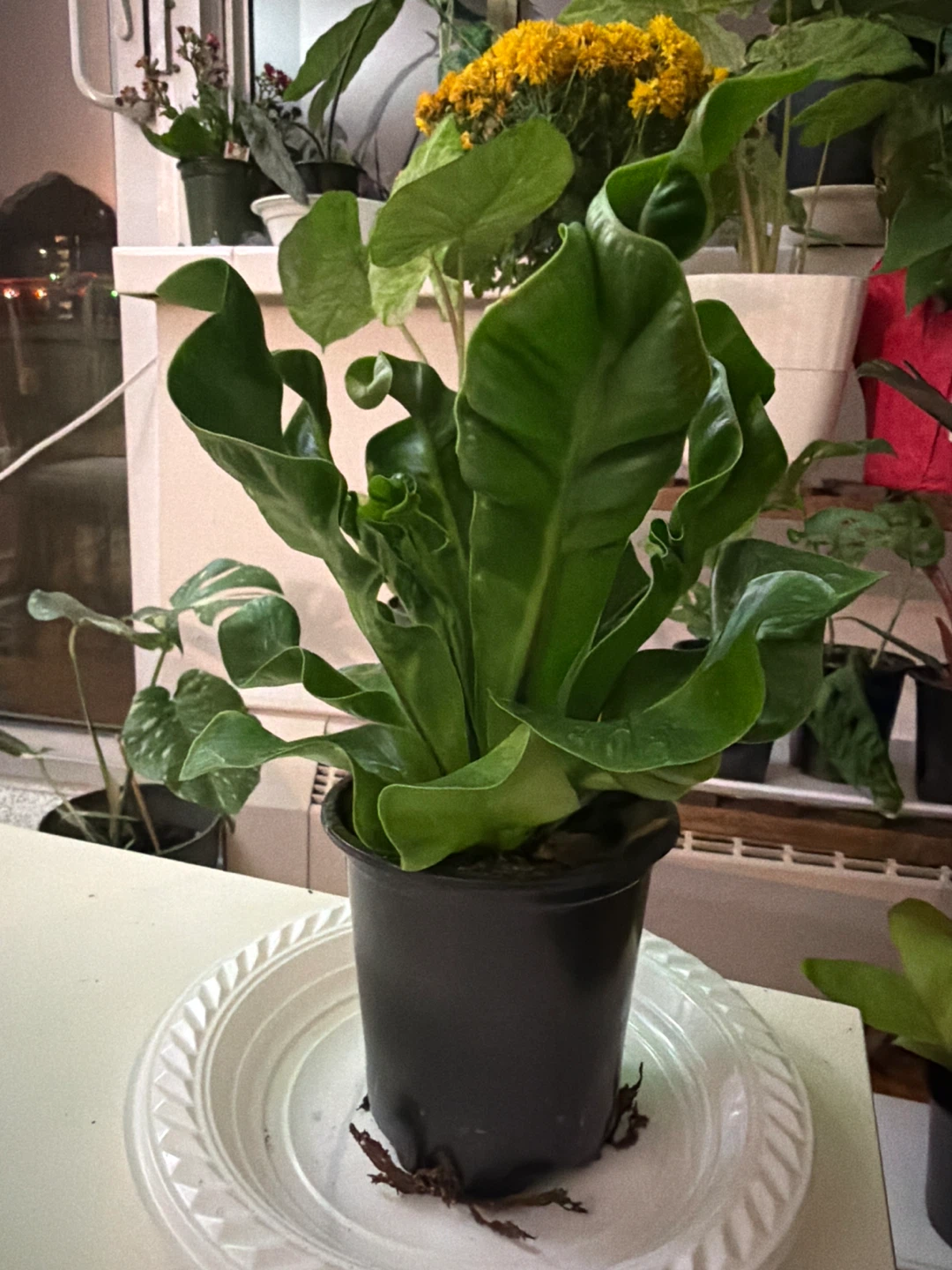 Bird's Nest Fern Plant
