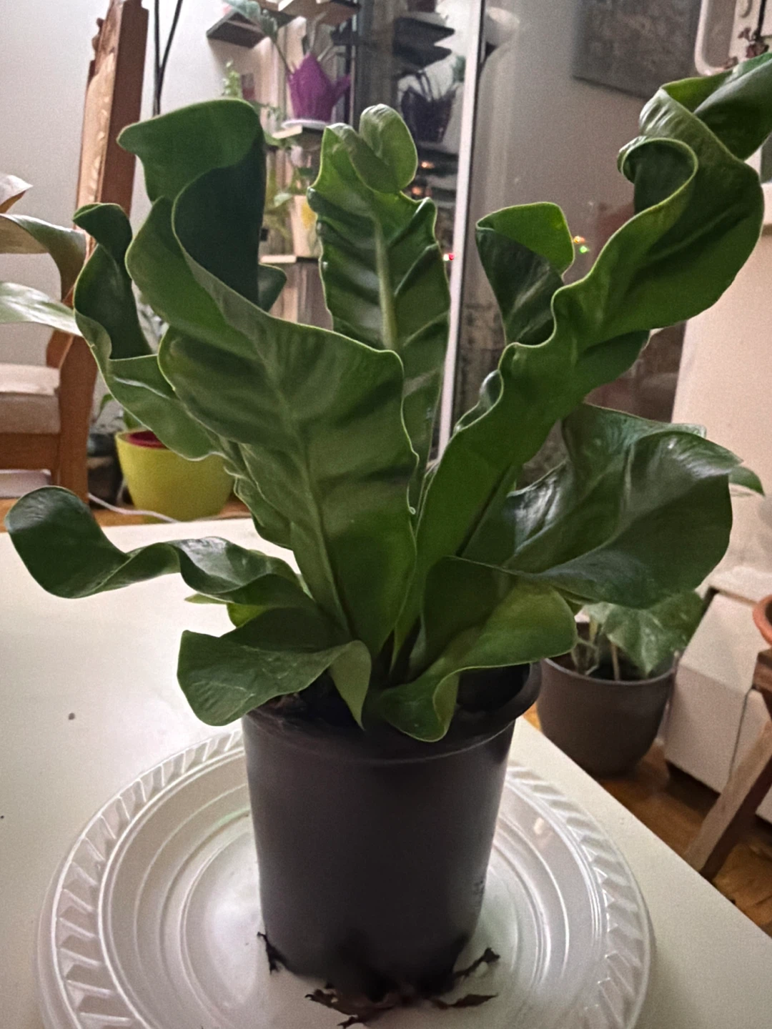 Bird's Nest Fern Plant - photo 2