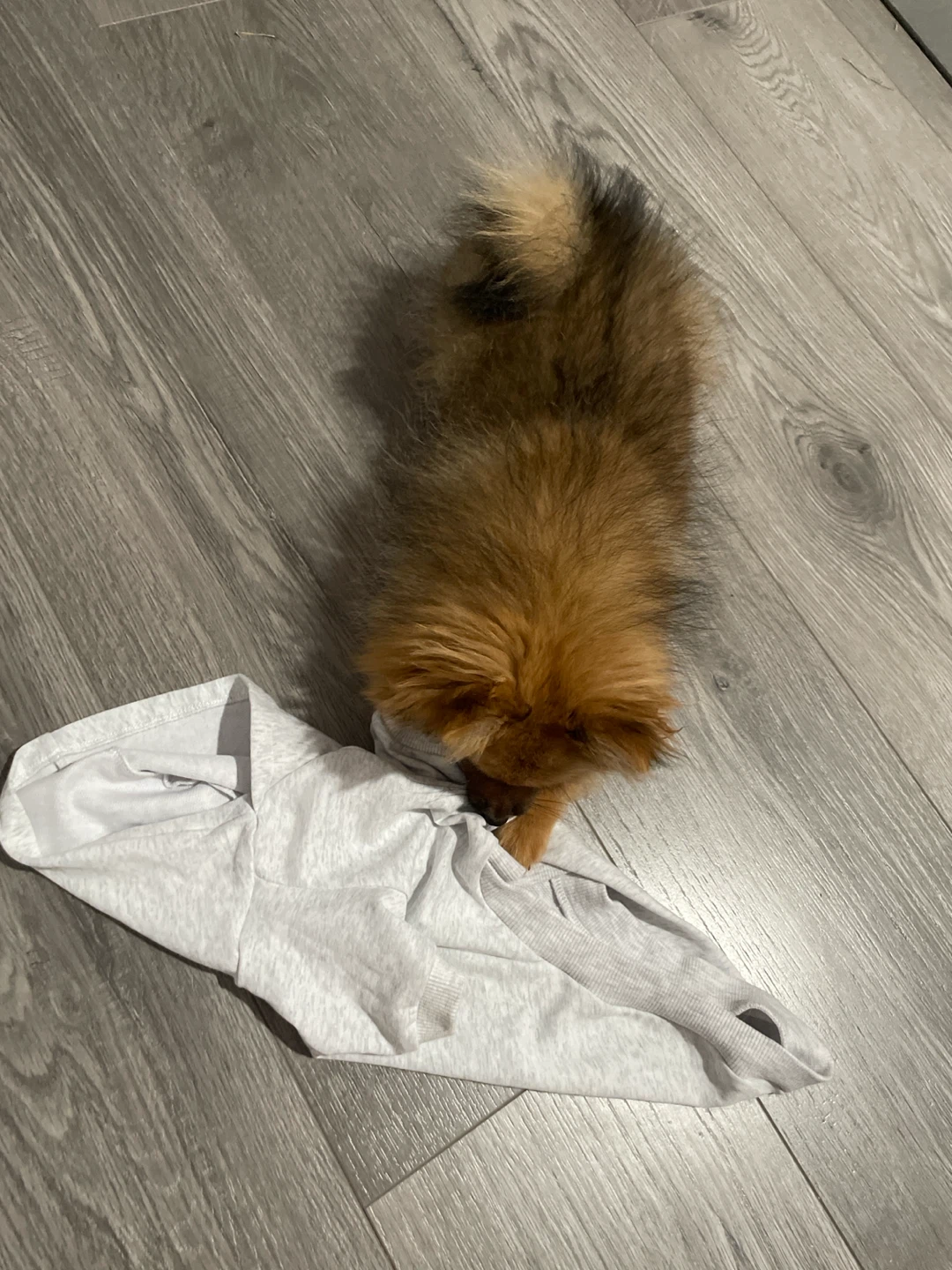 Stussy Pet Hoodie - photo 4