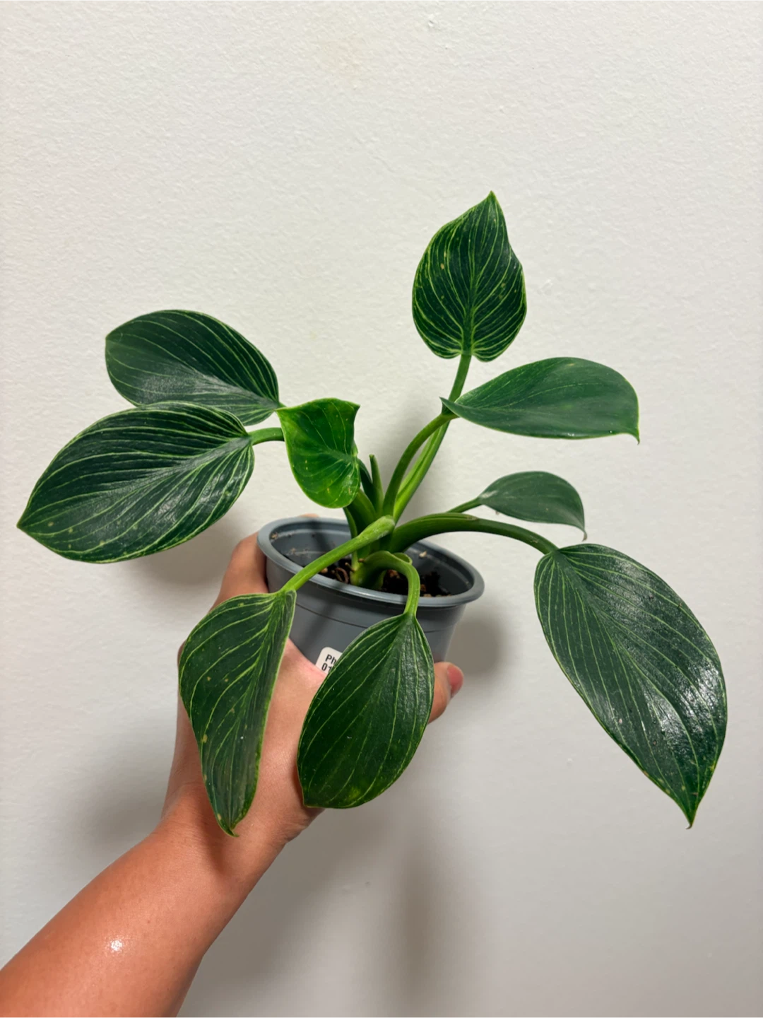 Philodendron Birkin Houseplant