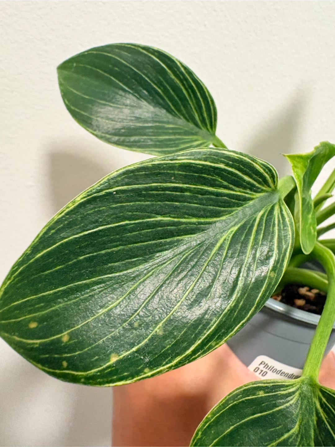 Philodendron Birkin Houseplant - photo 2